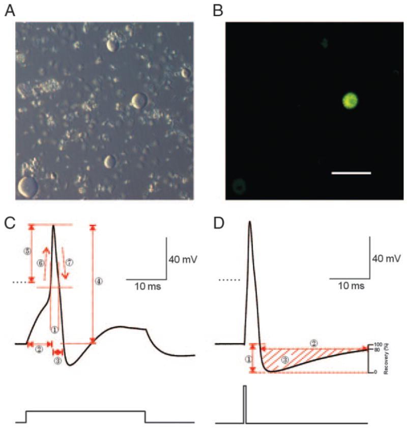 FIG. 1