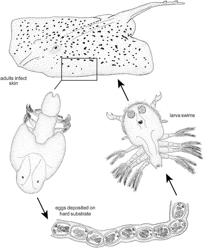 Fig. 5.1