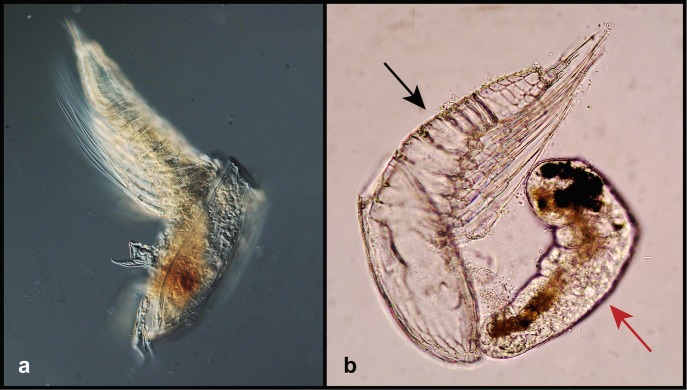 Fig. 5.6