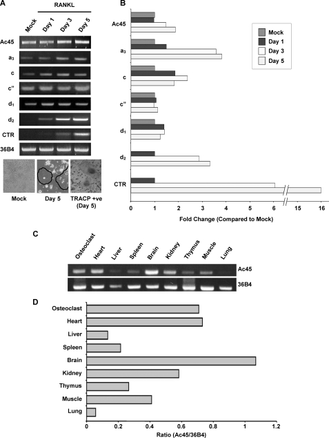 FIGURE 1.