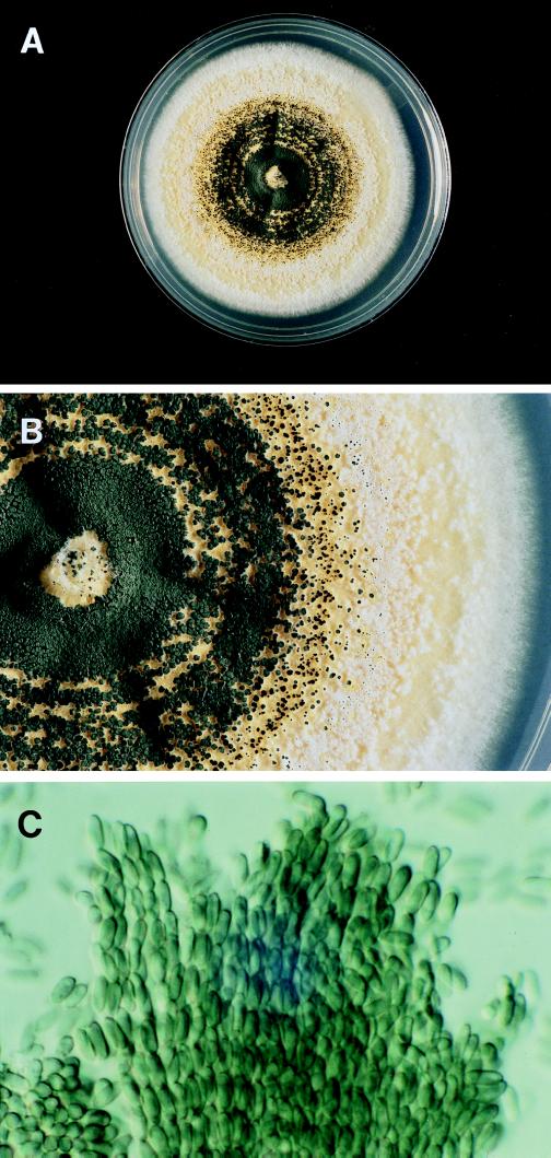 FIG. 1