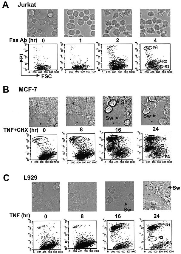 FIG. 2.