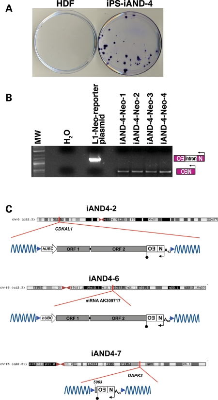 Figure 5.