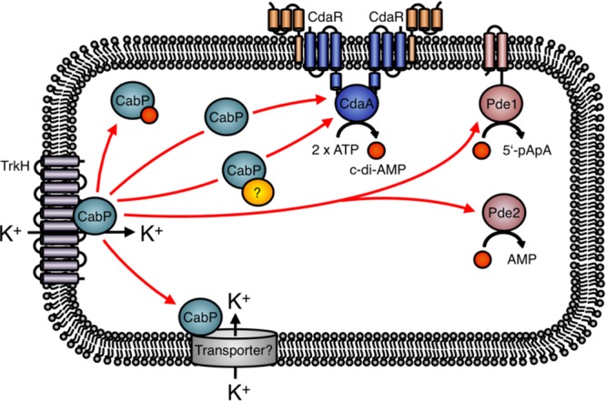 FIG 1