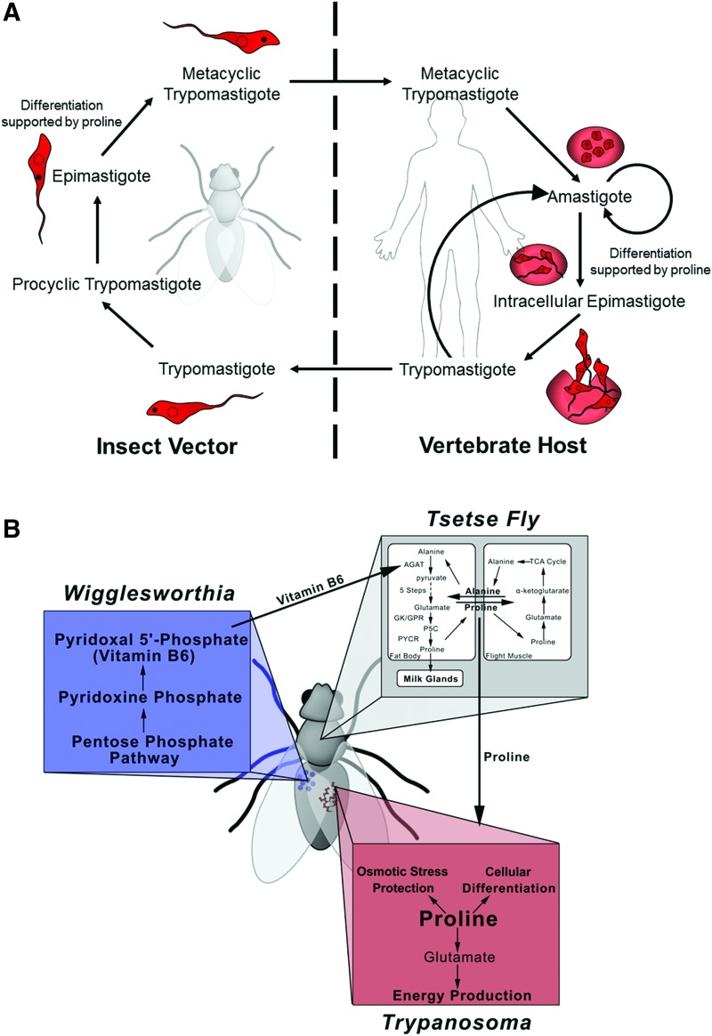 FIG. 11.