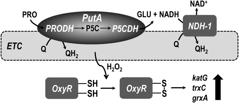 FIG. 5.