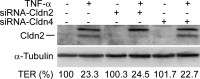 Figure 12.