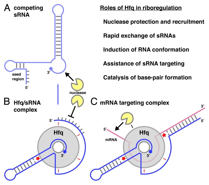 graphic file with name rna-11-537-g5.jpg