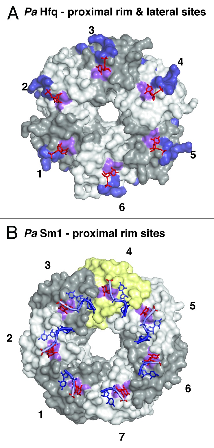 graphic file with name rna-11-537-g4.jpg