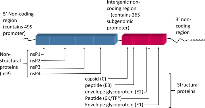 FIG 2