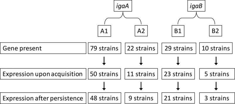 FIG 1