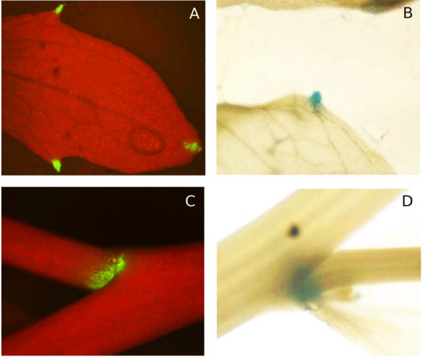 Figure 6