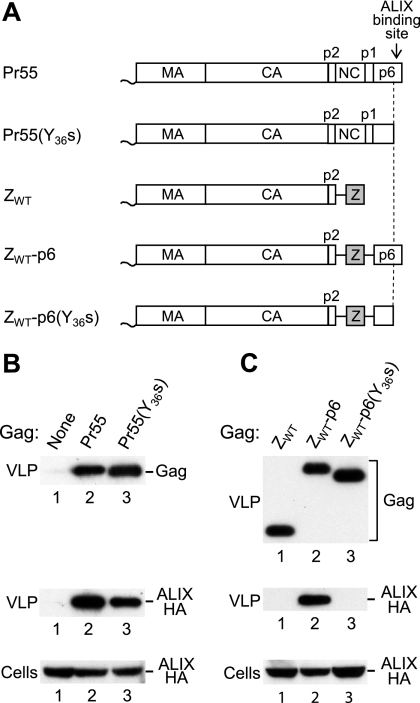 FIG. 1.