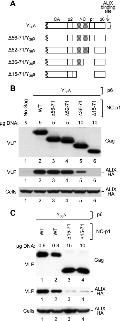 FIG. 2.