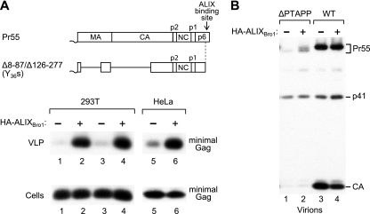 FIG. 6.