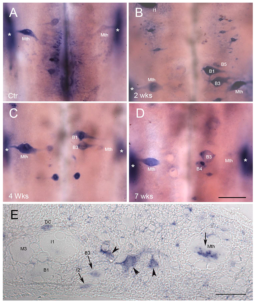 Figure 7.