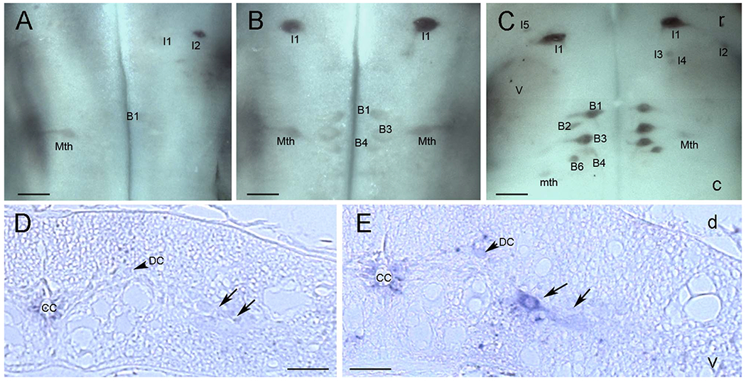 Figure 13.