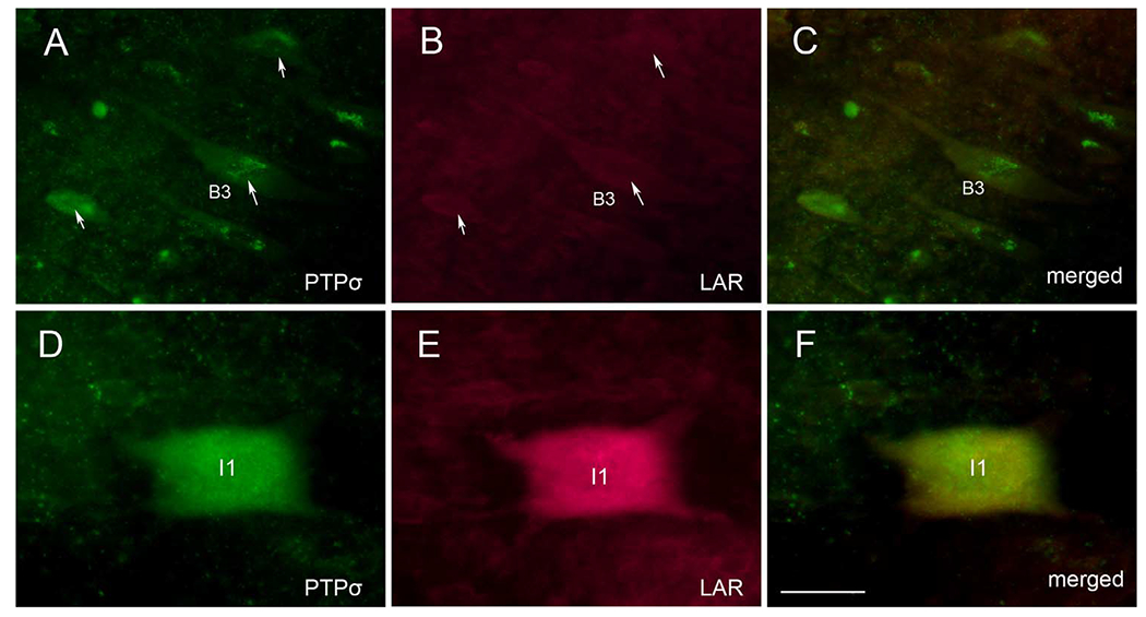 Figure 14.