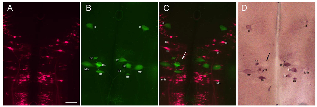 Figure 12.