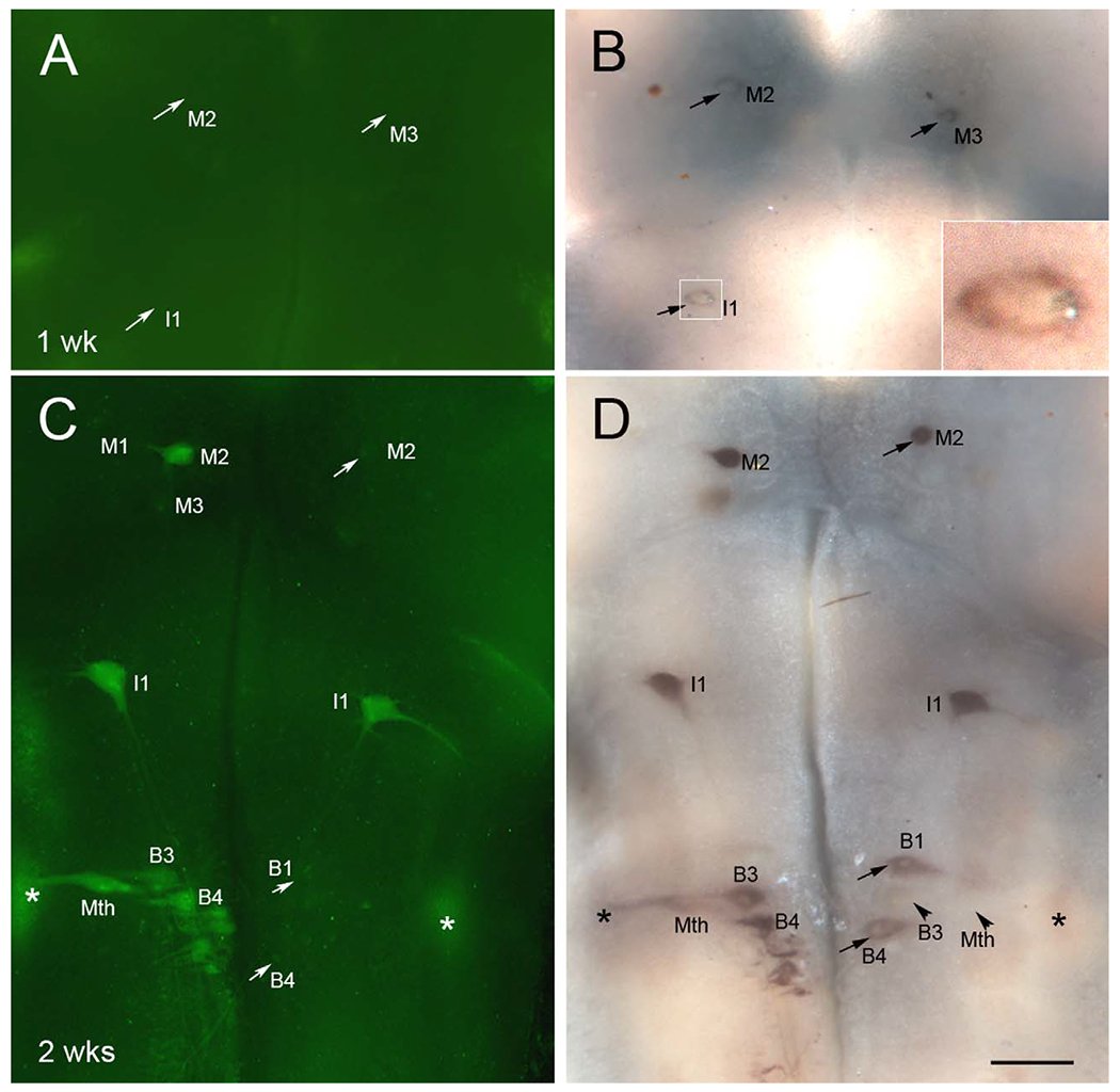 Figure 11.