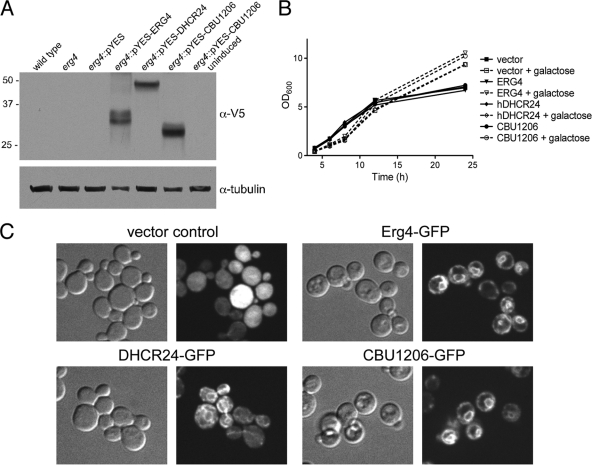 FIG. 3.