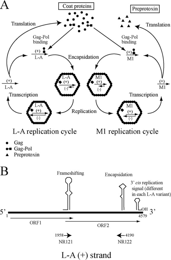 FIG 1