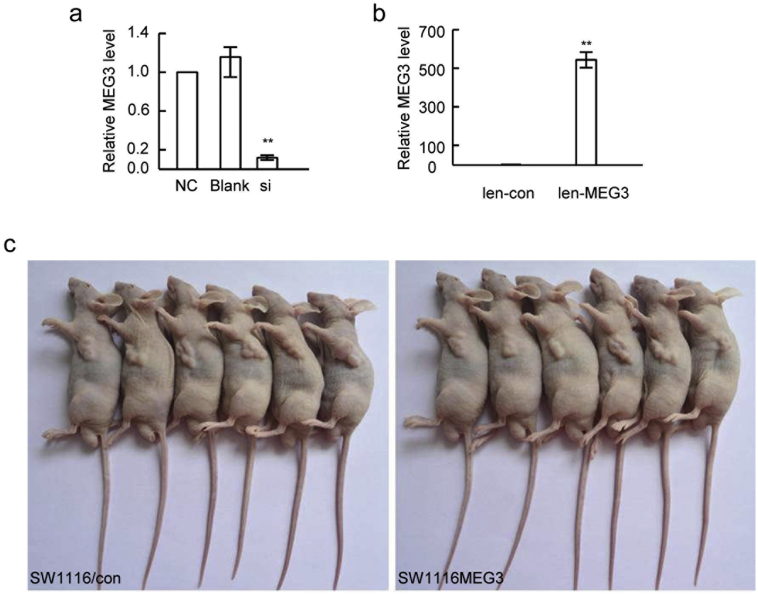 Supplementary Fig. 2