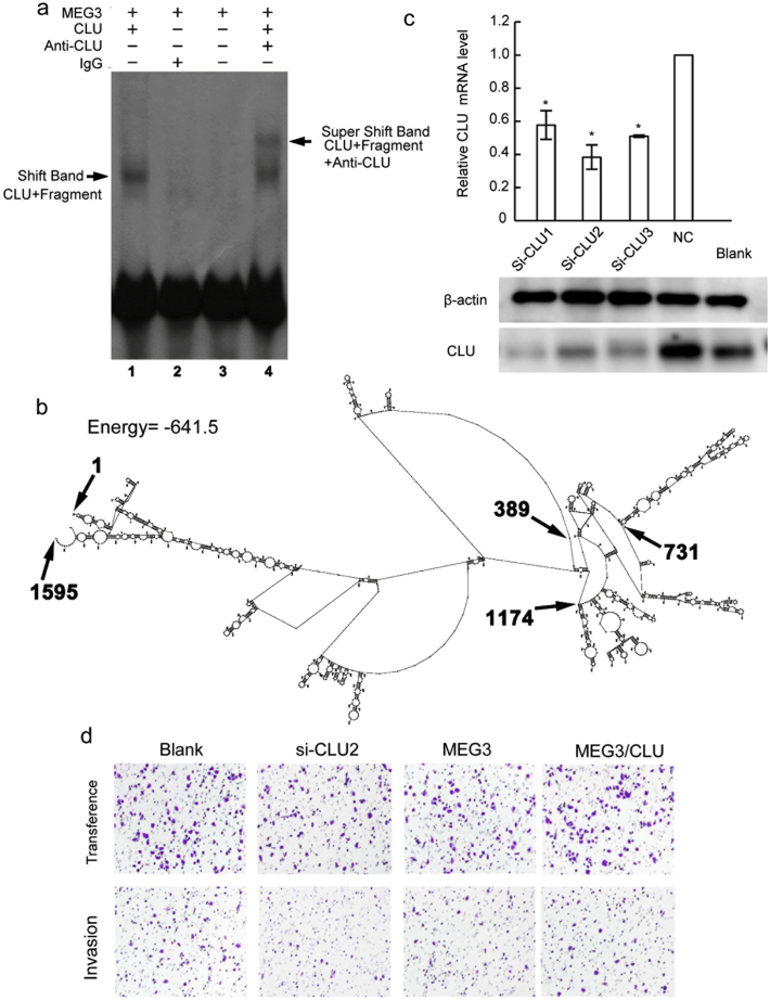 Supplementary Fig. 4