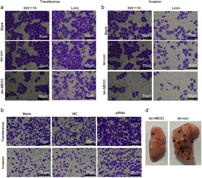 Supplementary Fig. 3