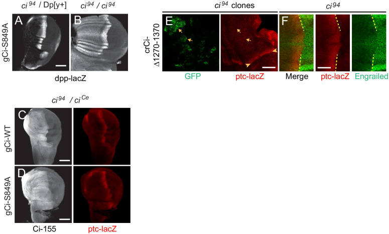 Figure 2—figure supplement 2.