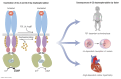 Graphical Abstract