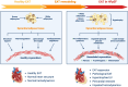 Graphical Abstract