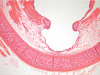 Fig. 11
