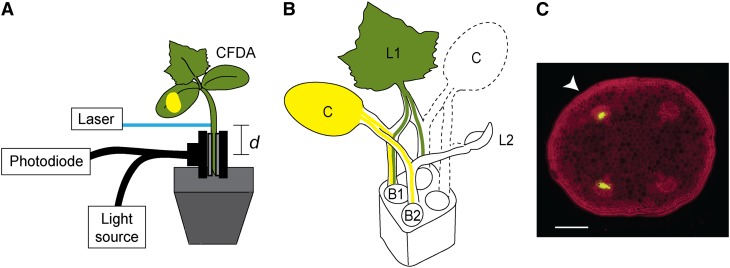 Figure 2.