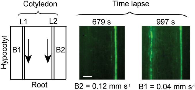 Figure 5.