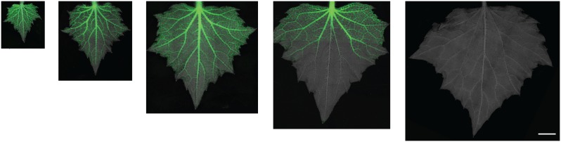 Figure 4.