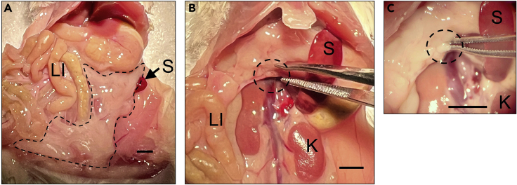 Figure 1