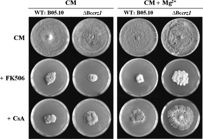 FIG. 8.