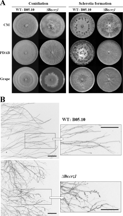 FIG. 4.