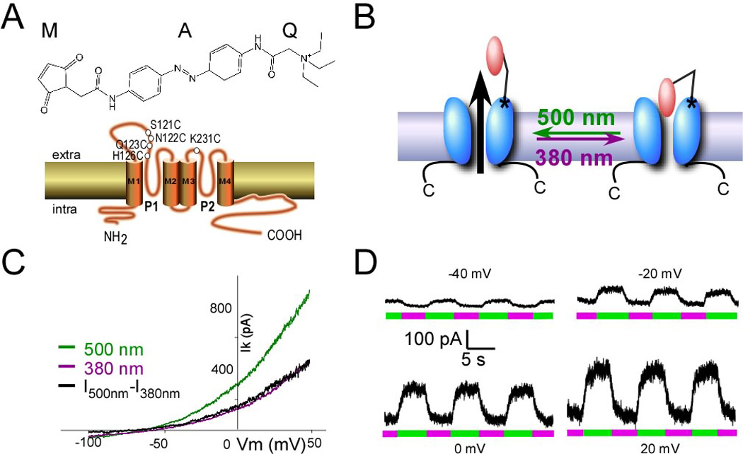 Optical control of endogenous proteins with a photo-switchable ...