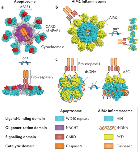 Box 2|Oligomerization of death-inducing molecular platforms