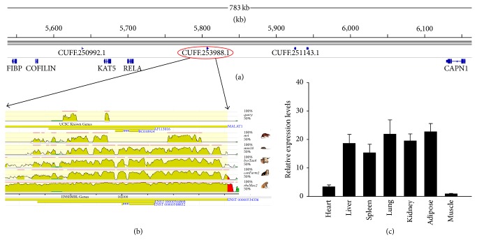 Figure 7