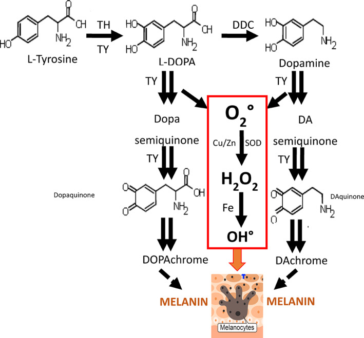 FIGURE 4