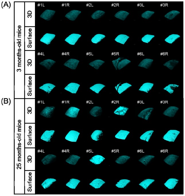 Fig. 9