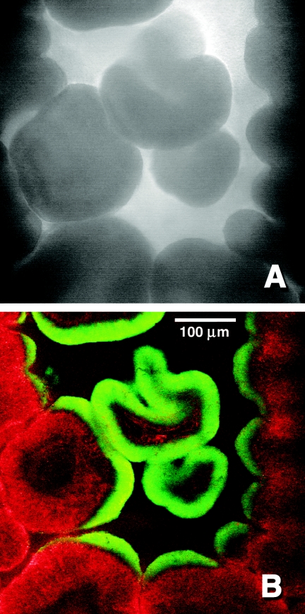 FIG. 8.