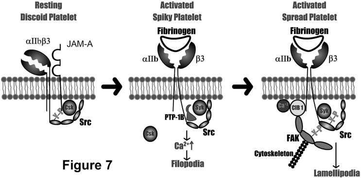 Fig 7