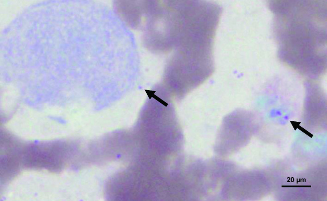 Fig. 2