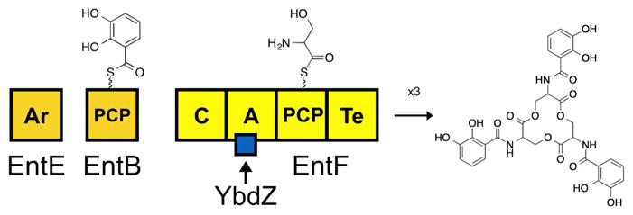 Fig. 1