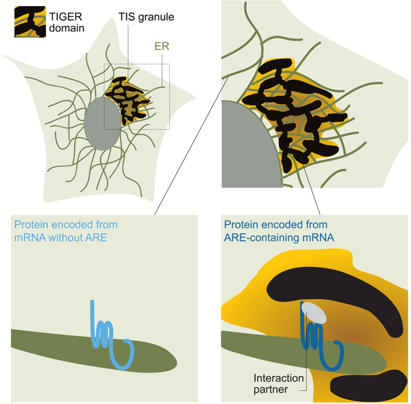 graphic file with name nihms-1508991-f0001.jpg