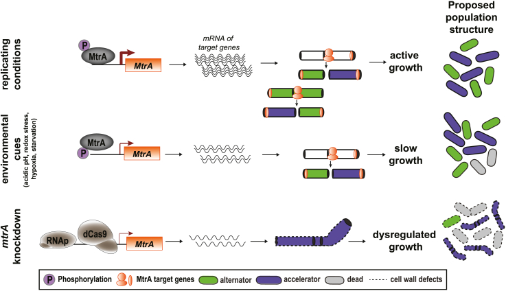 Figure 7